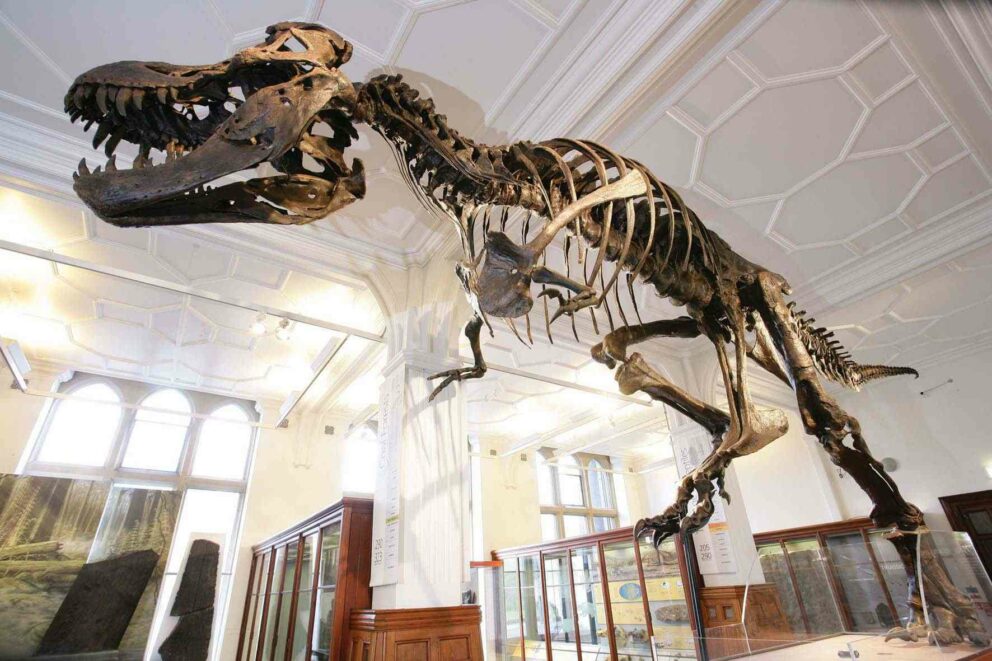 The Manchester Museum